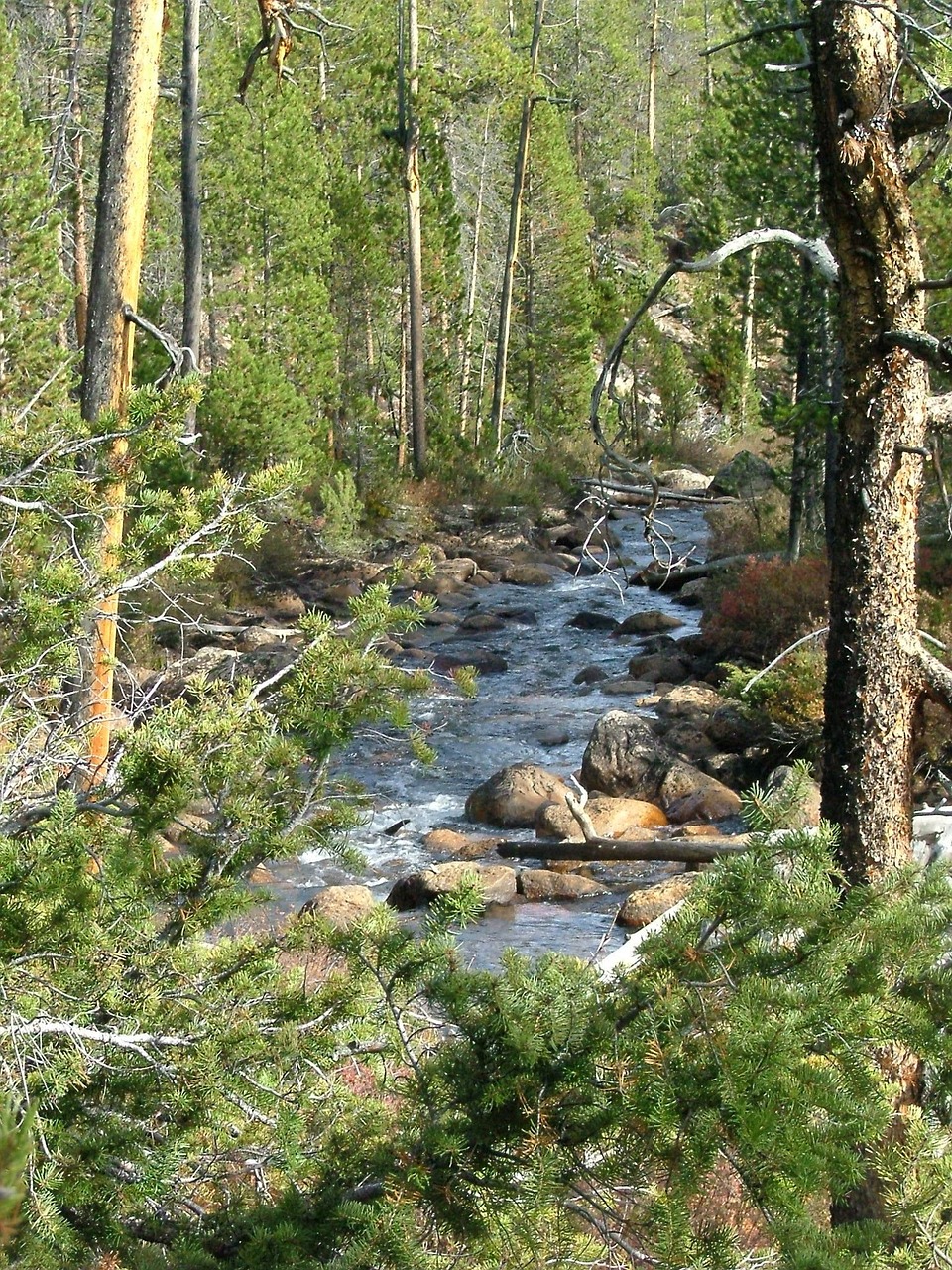 stream rapids forest free photo