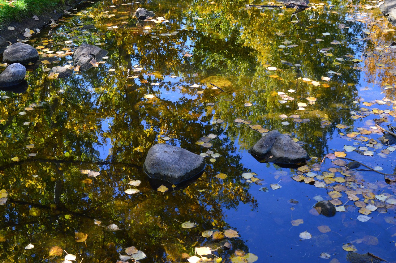 stream reflection trees free photo