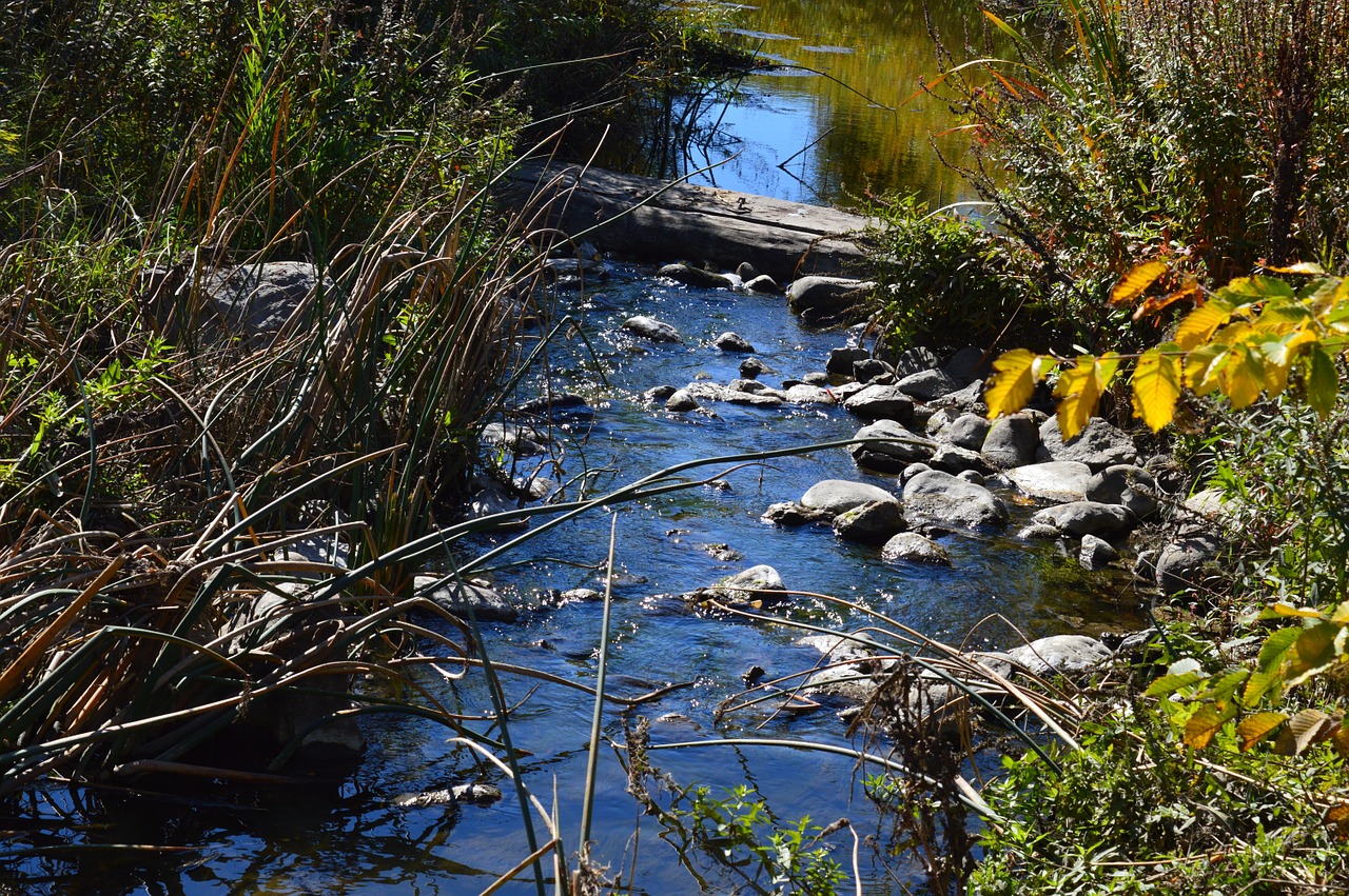 stream creek water free photo