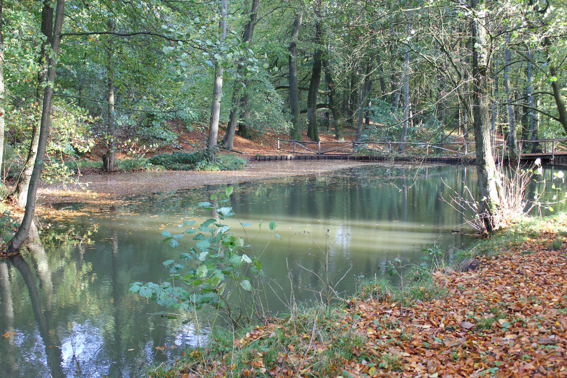 fall woods stream free photo