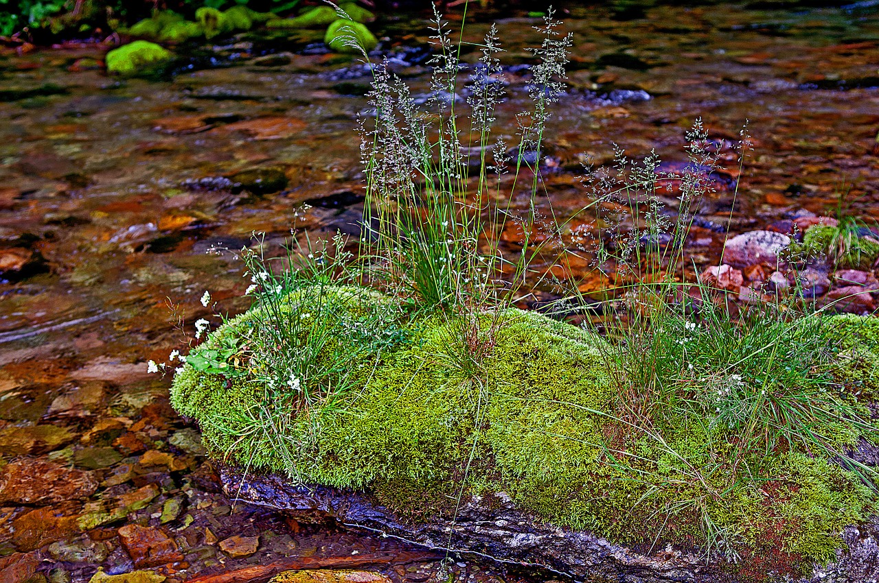 stream kościeliski kościeliska valley tatry free photo