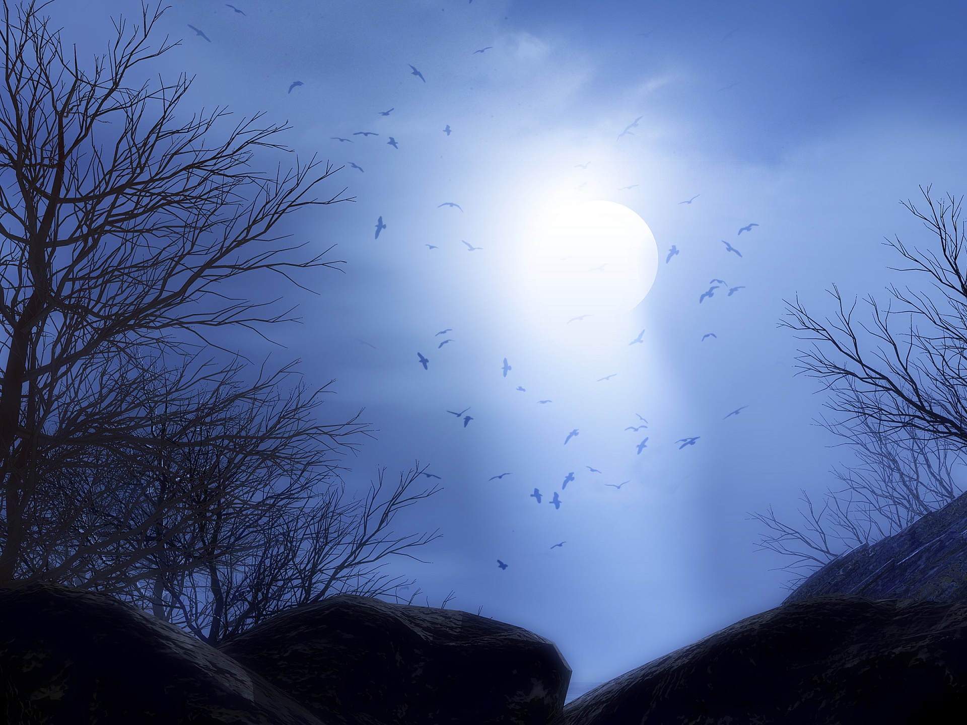 moon light birds free photo