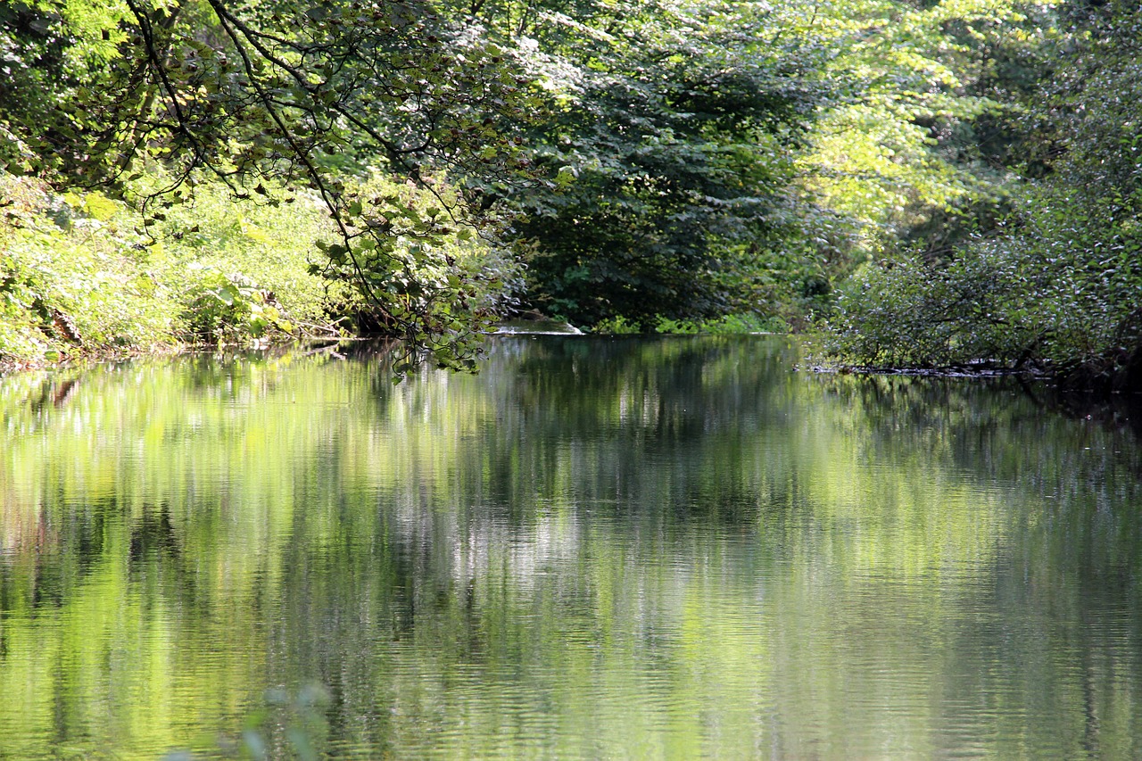 stream reflection river bank nature free photo