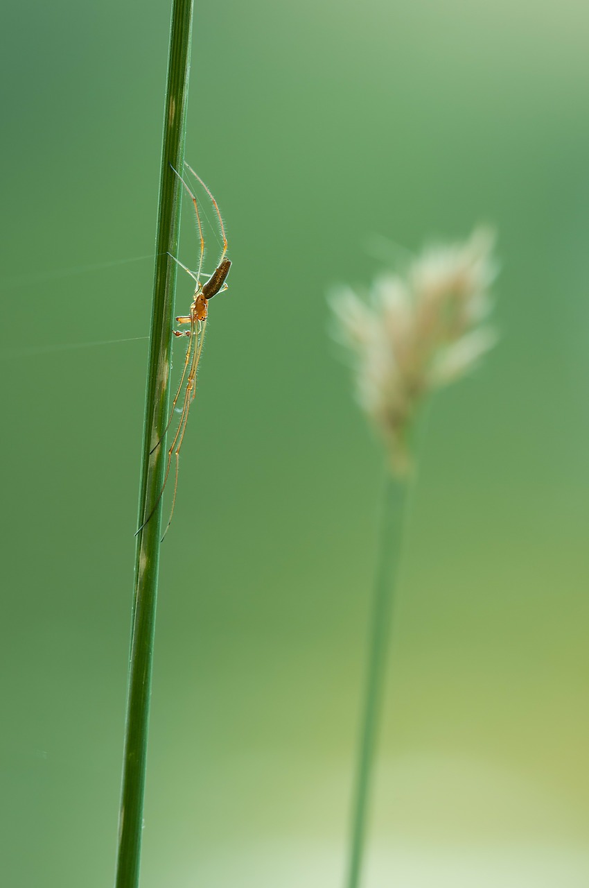 strecker spider tetragnatha extensa spider free photo