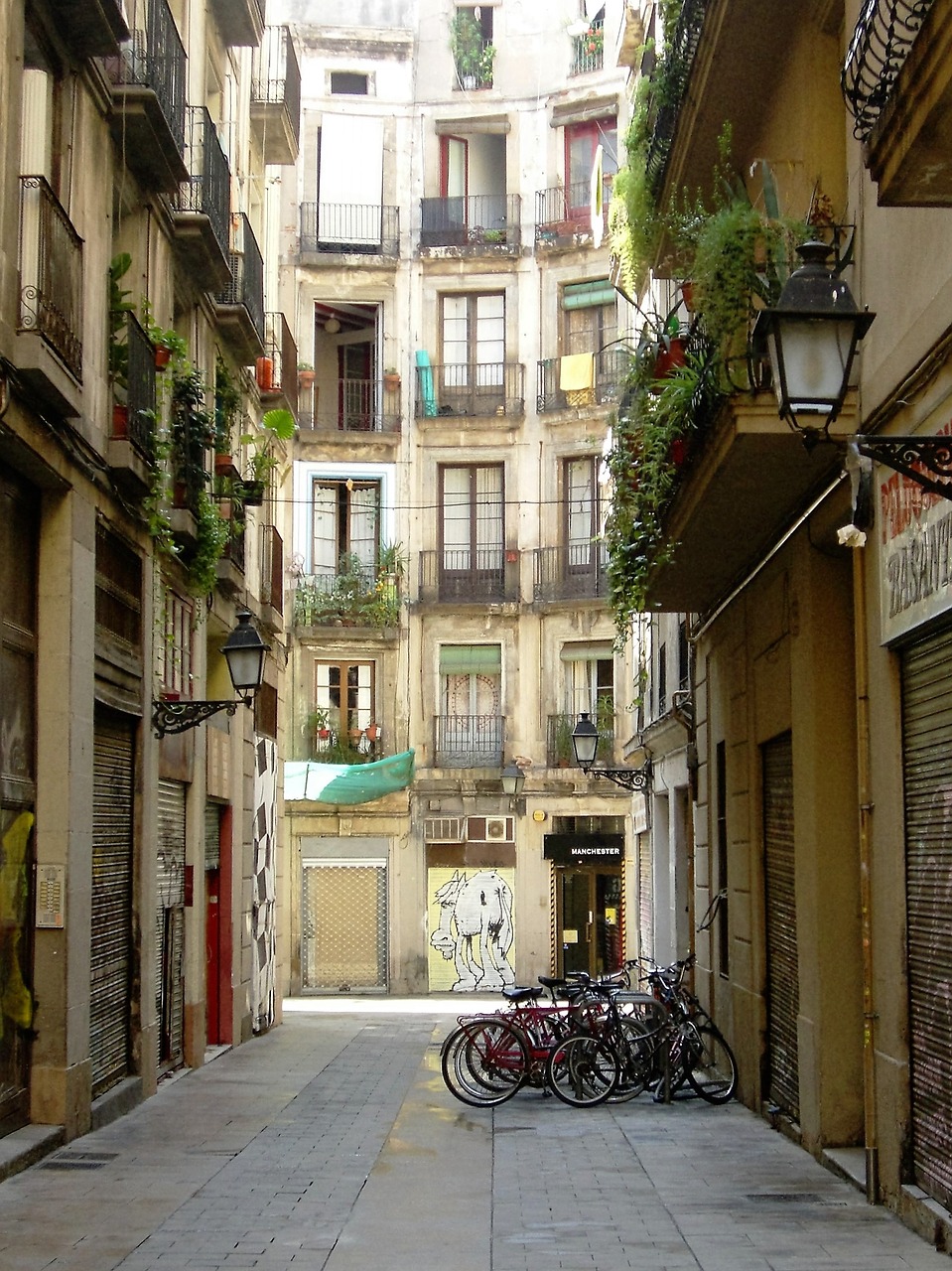 barcelona street rose free photo