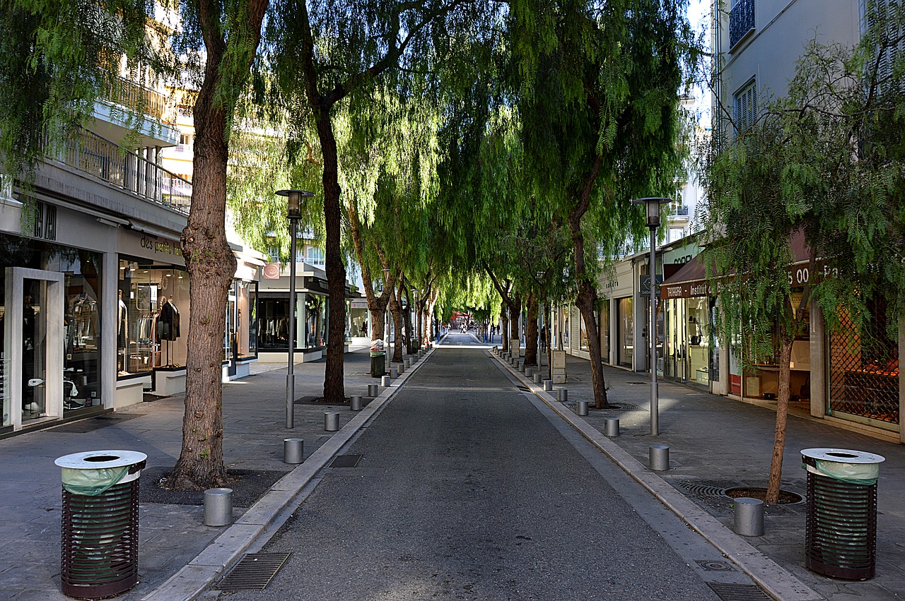 street trees city free photo