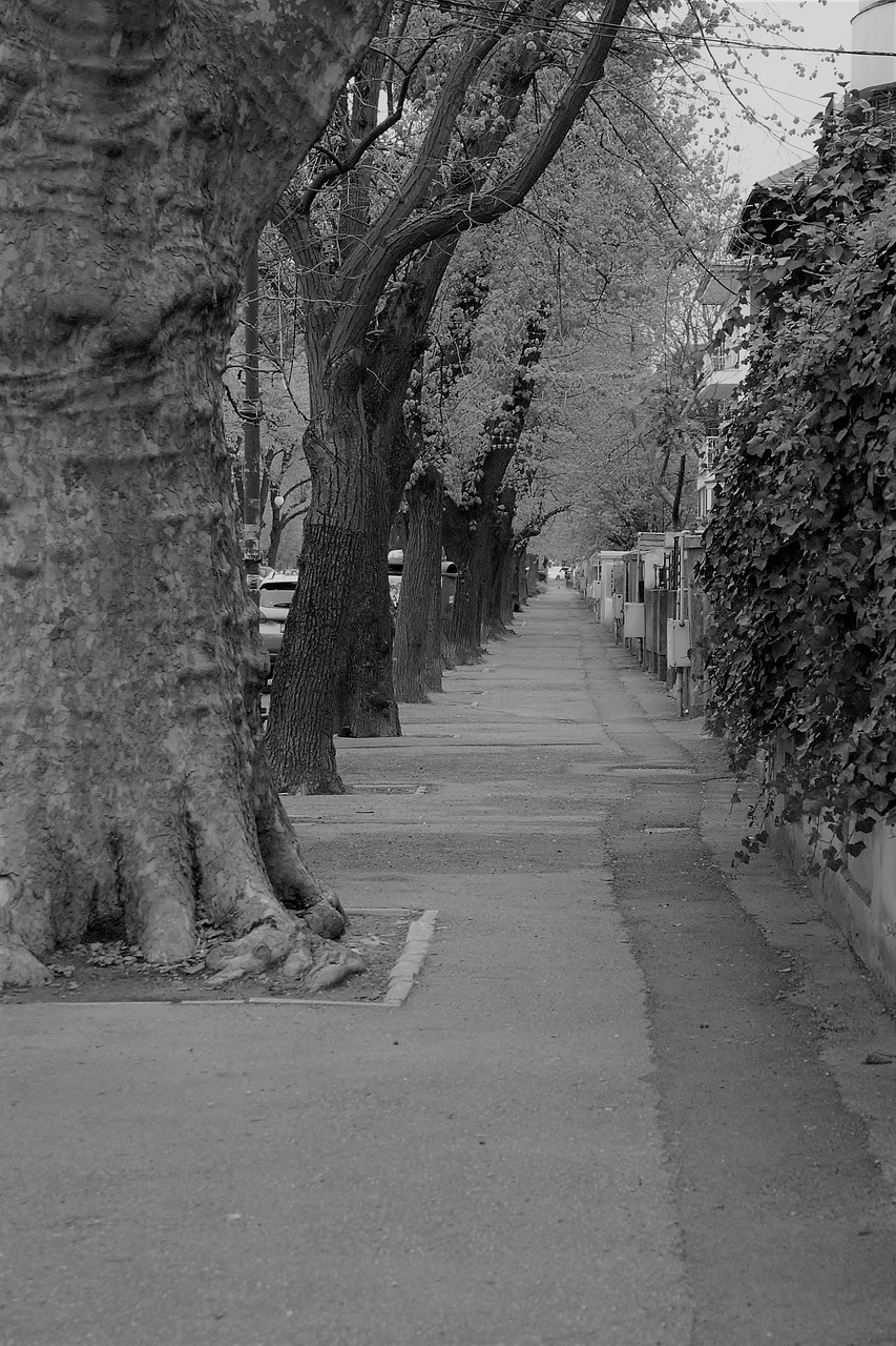 street trees solitude free photo