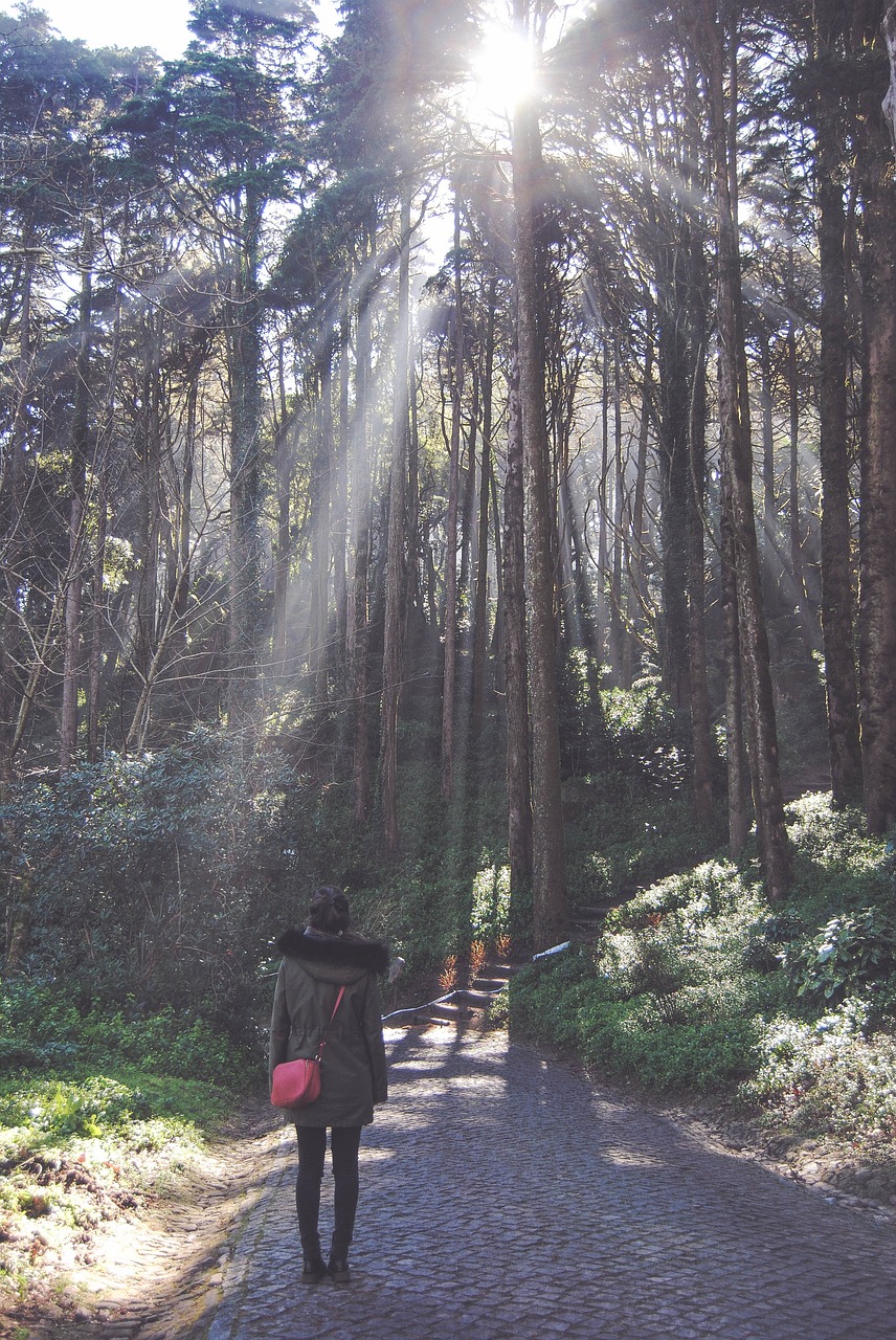 street path trees free photo