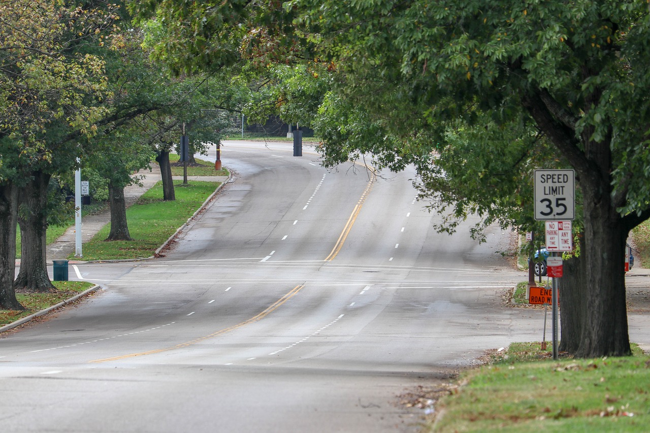 street  trees  road free photo