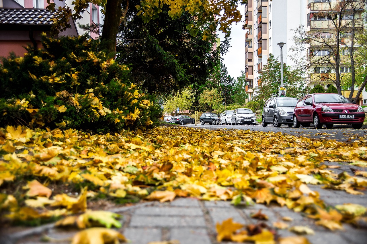 street  autumn  walkway free photo