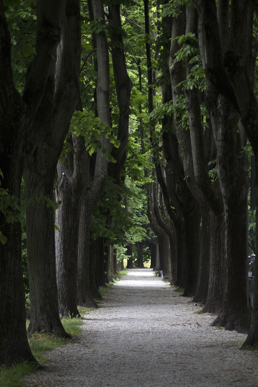 street  trees  road free photo