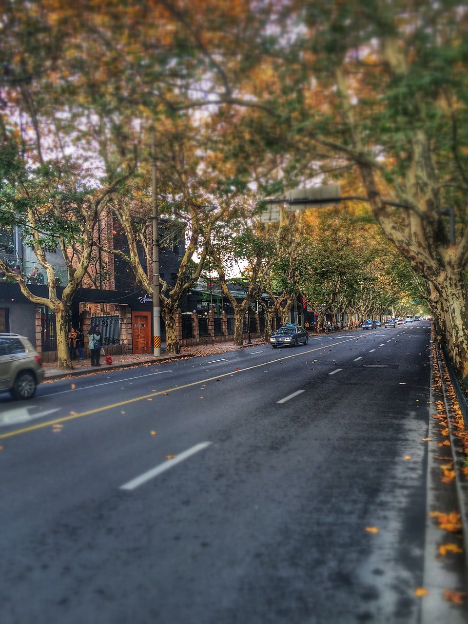 street autumn shanghai free photo