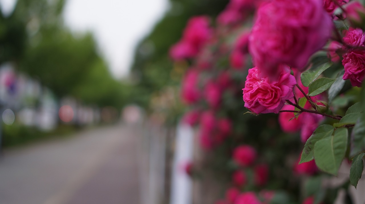 street flowers rose free photo