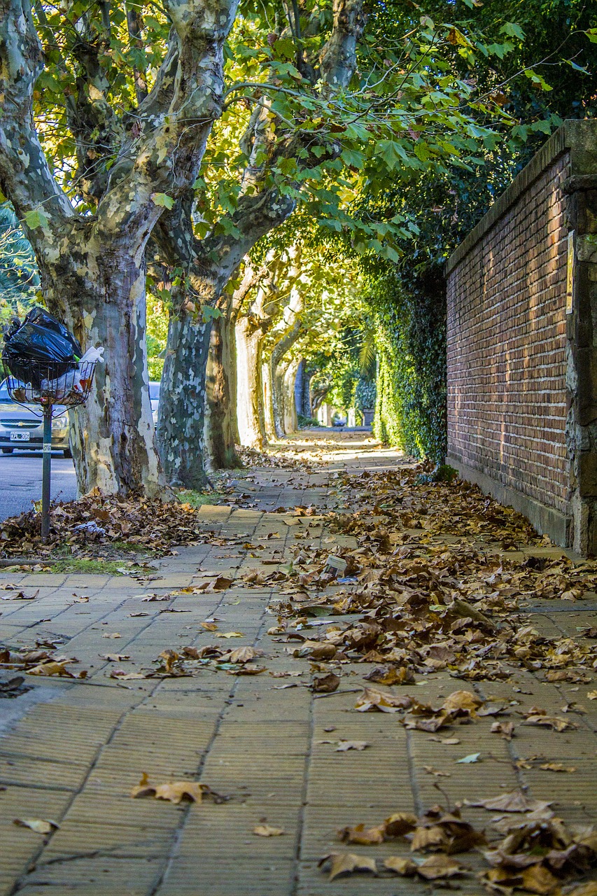 street trees leaves free photo