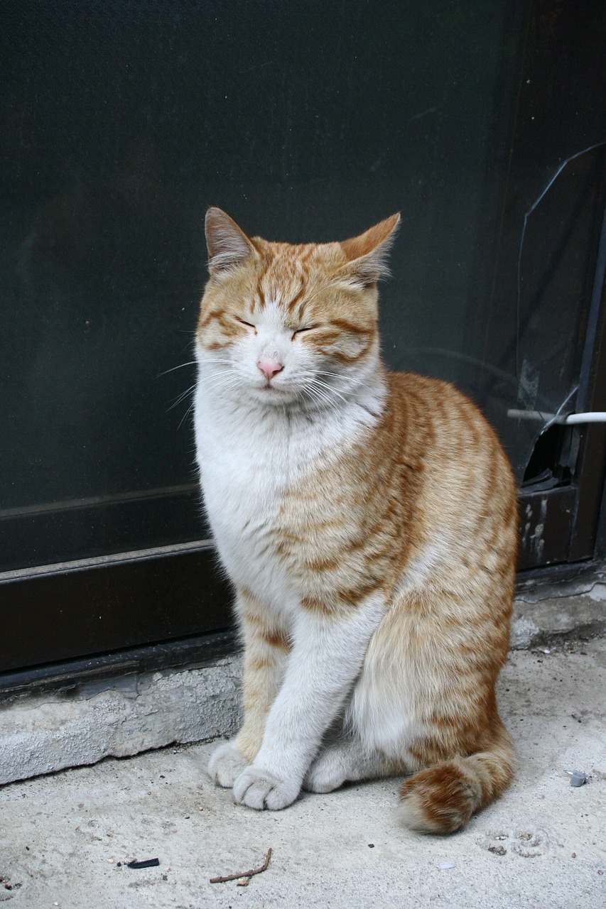 street cat weariness street free photo