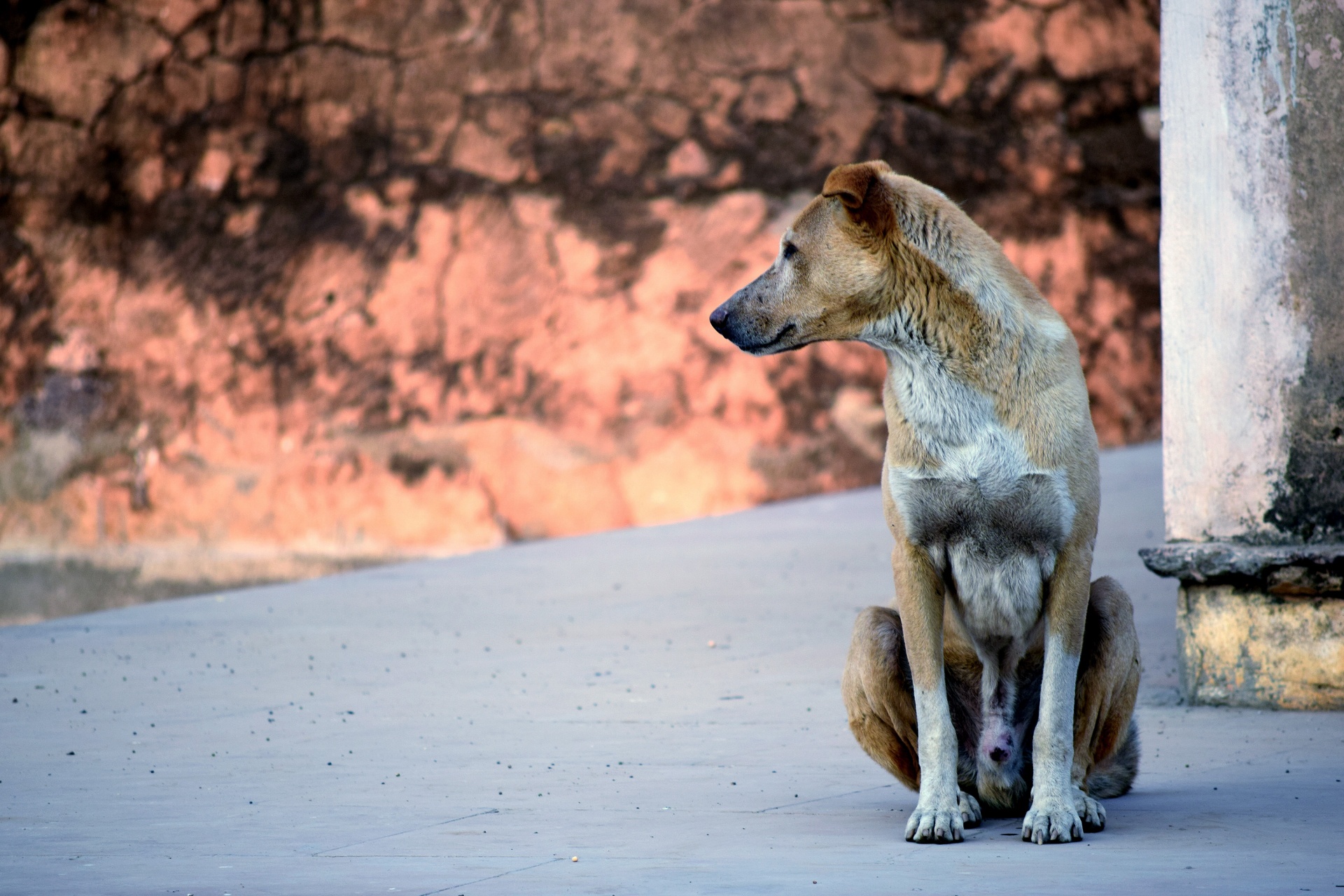 street dog animal free photo