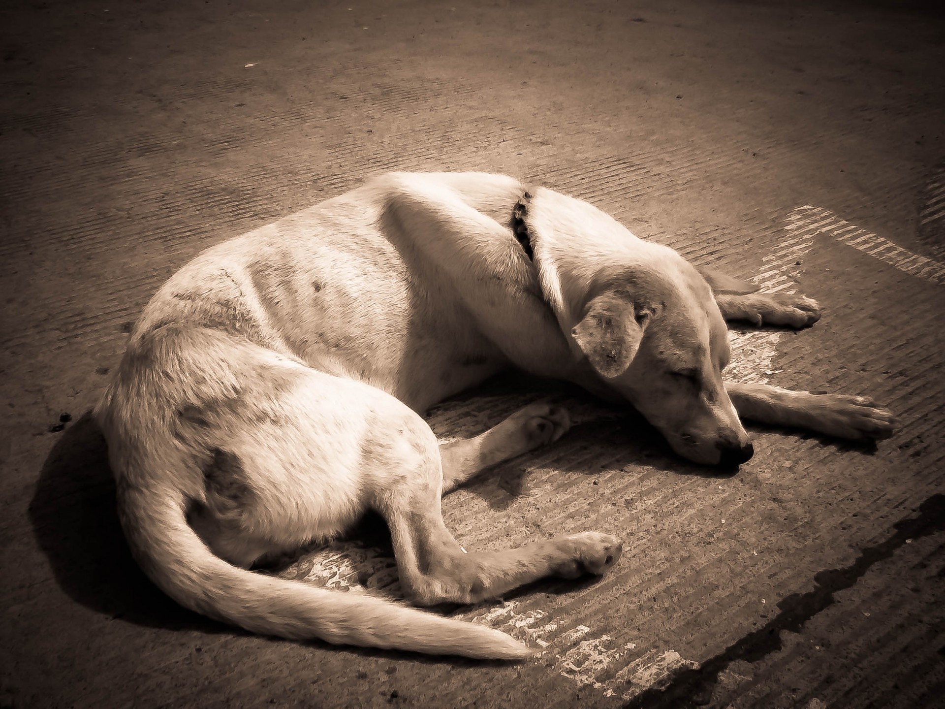 street dog animal free photo