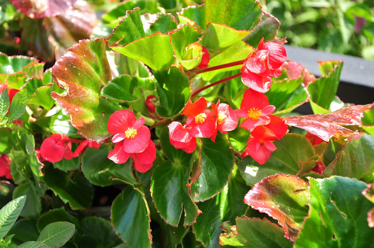 street flowers red flowers spring free photo