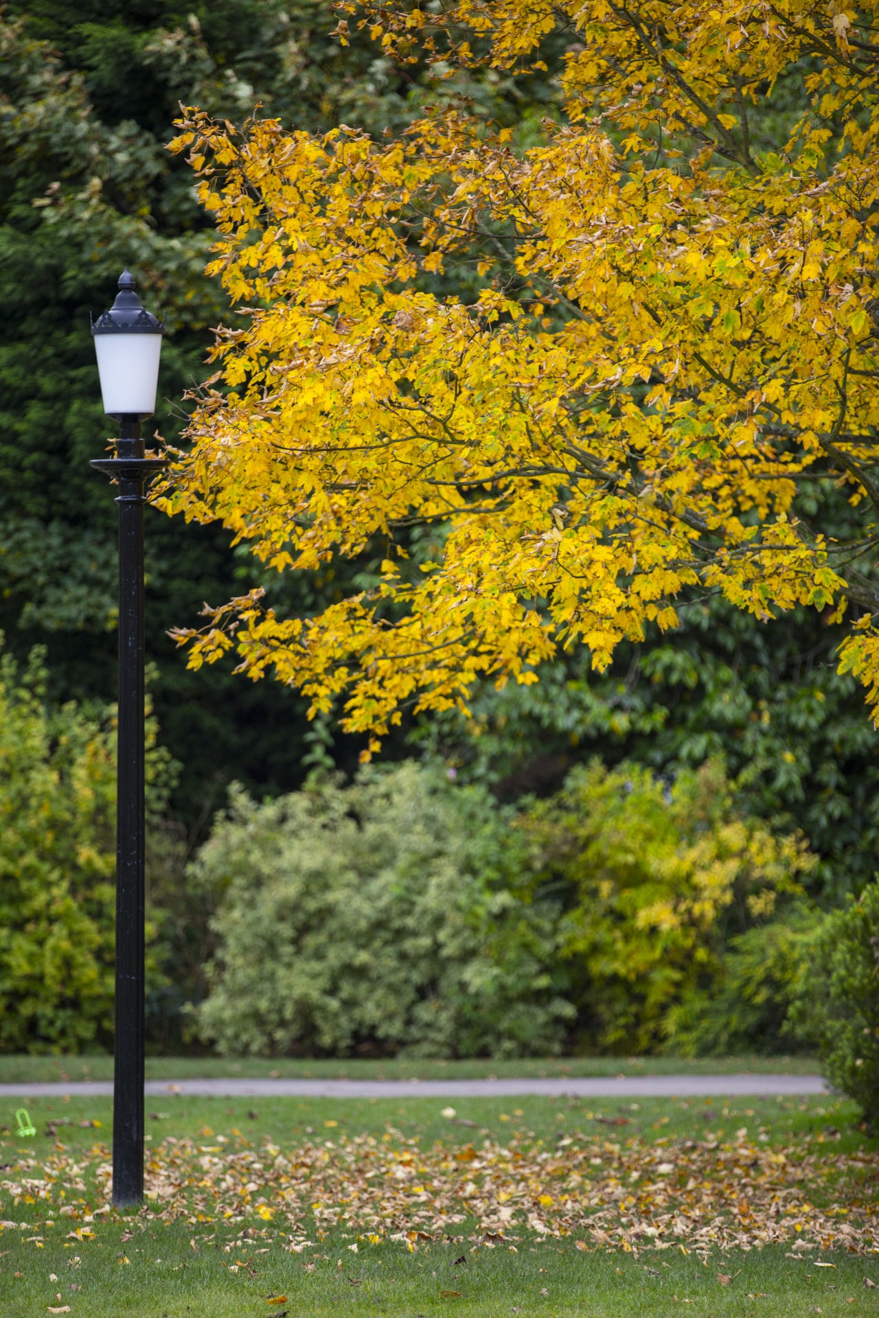 autumn leaf leaves free photo