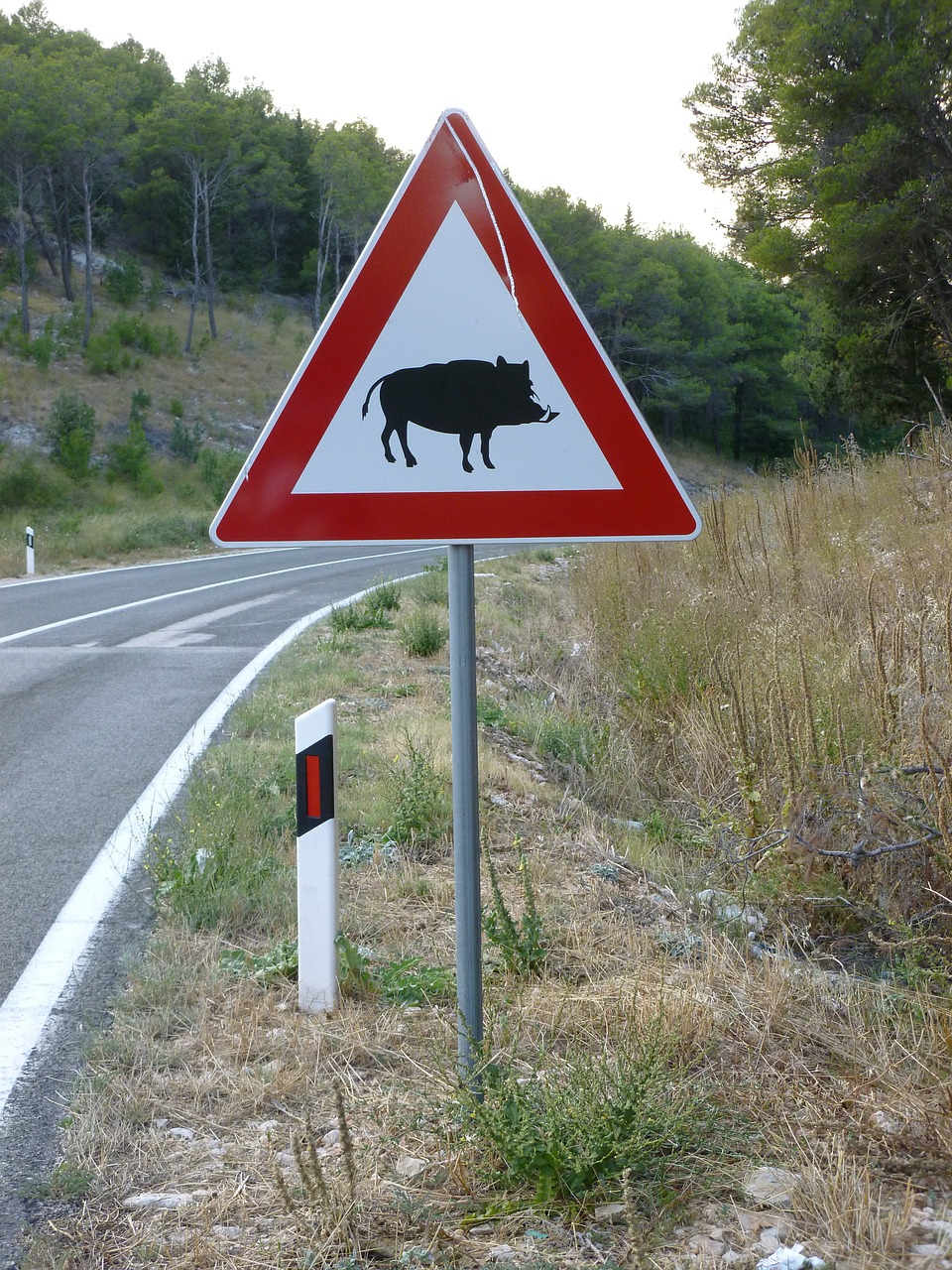 street sign wild boar road free photo