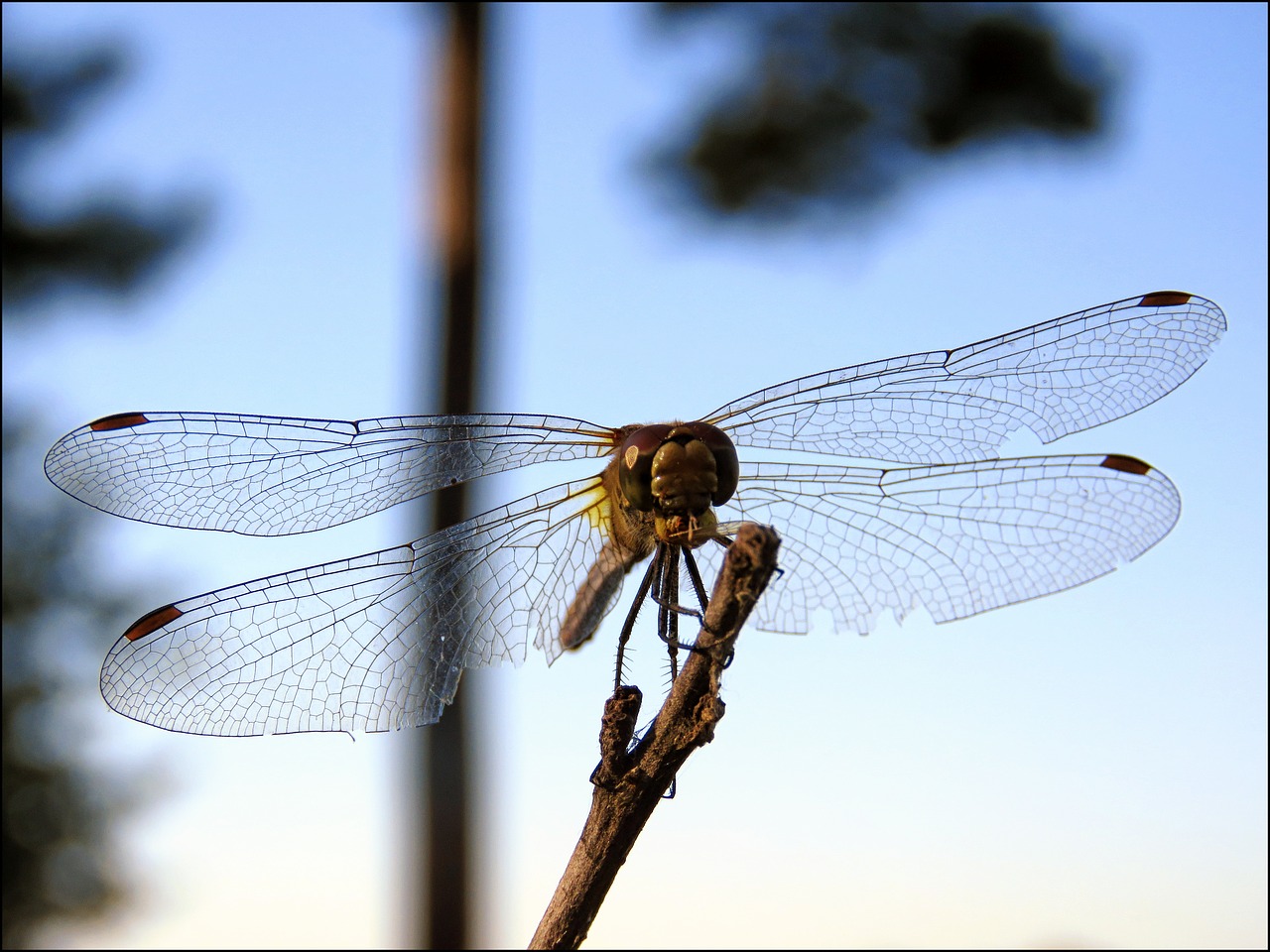 strekozets nature insect free photo