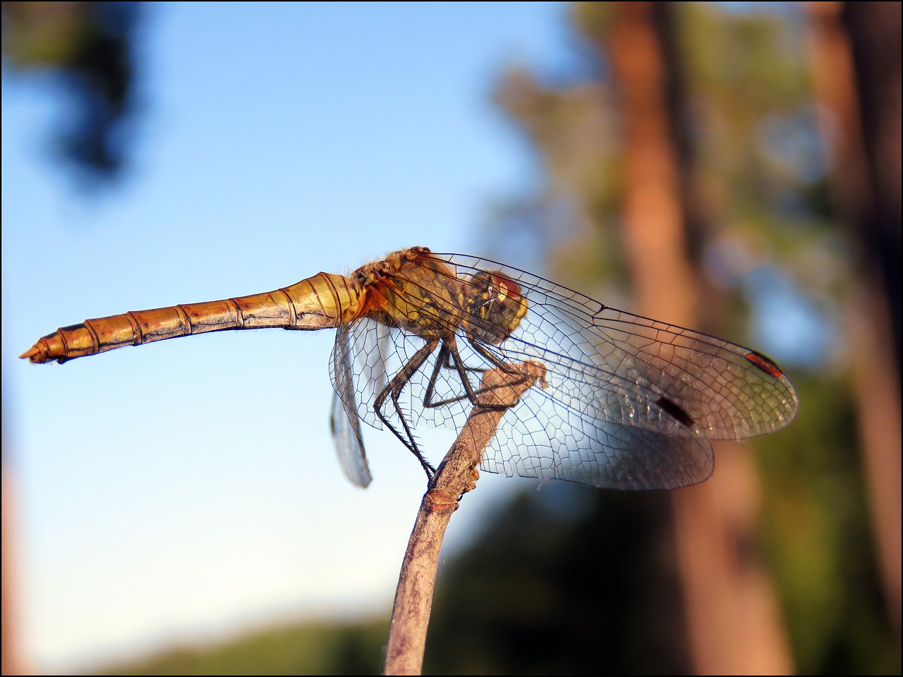 strekozets nature insect free photo