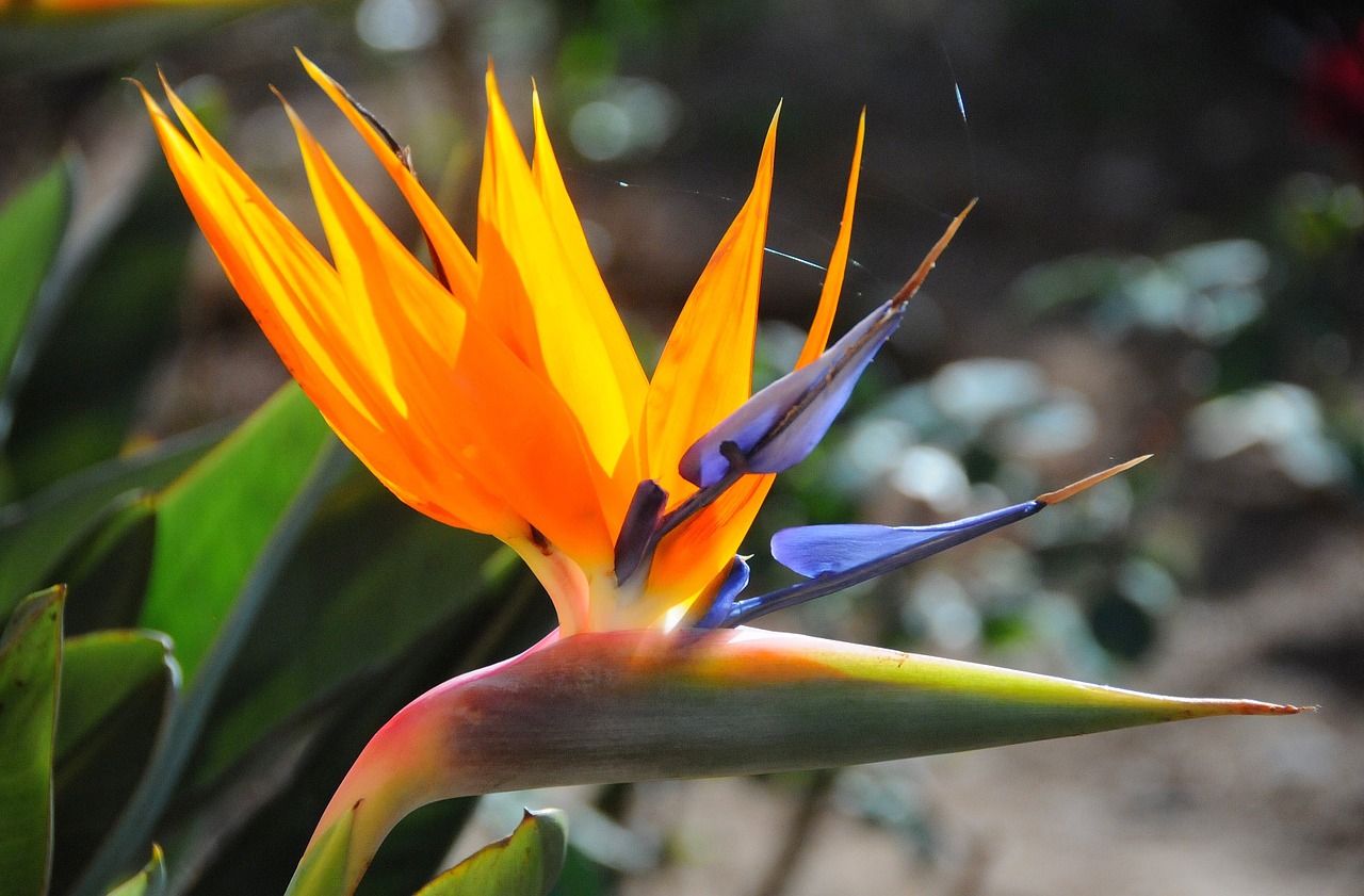 strelitzia flower yellow free photo