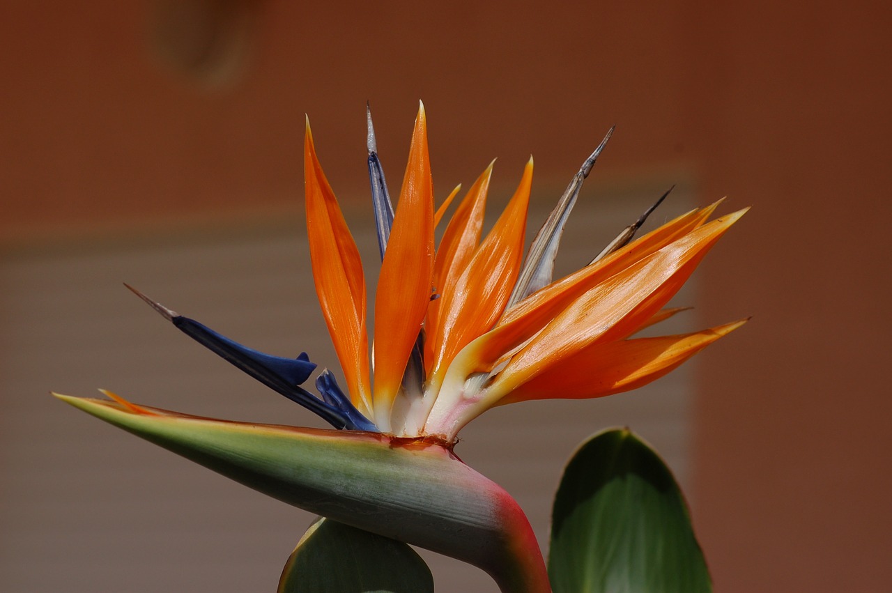 strelitzia flower garden free photo