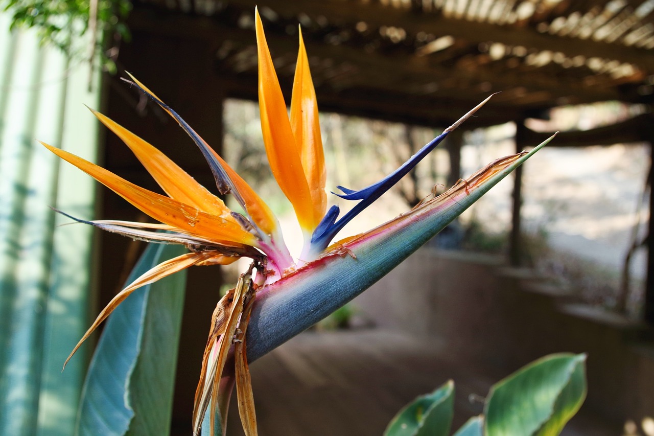 strelitzia flower nature free photo