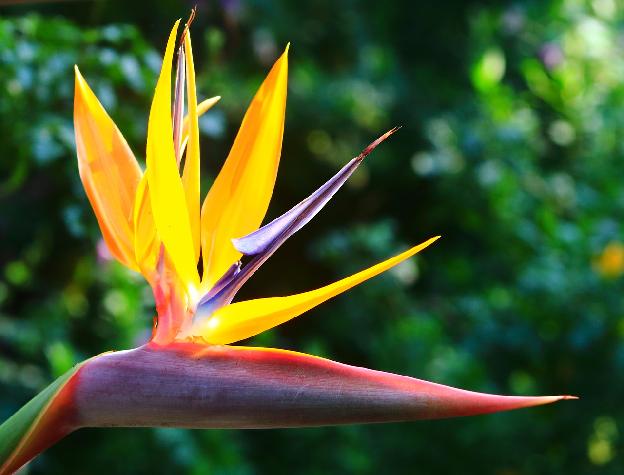 Strelitzia, nature, summer, outdoors, flora - free image from needpix.com