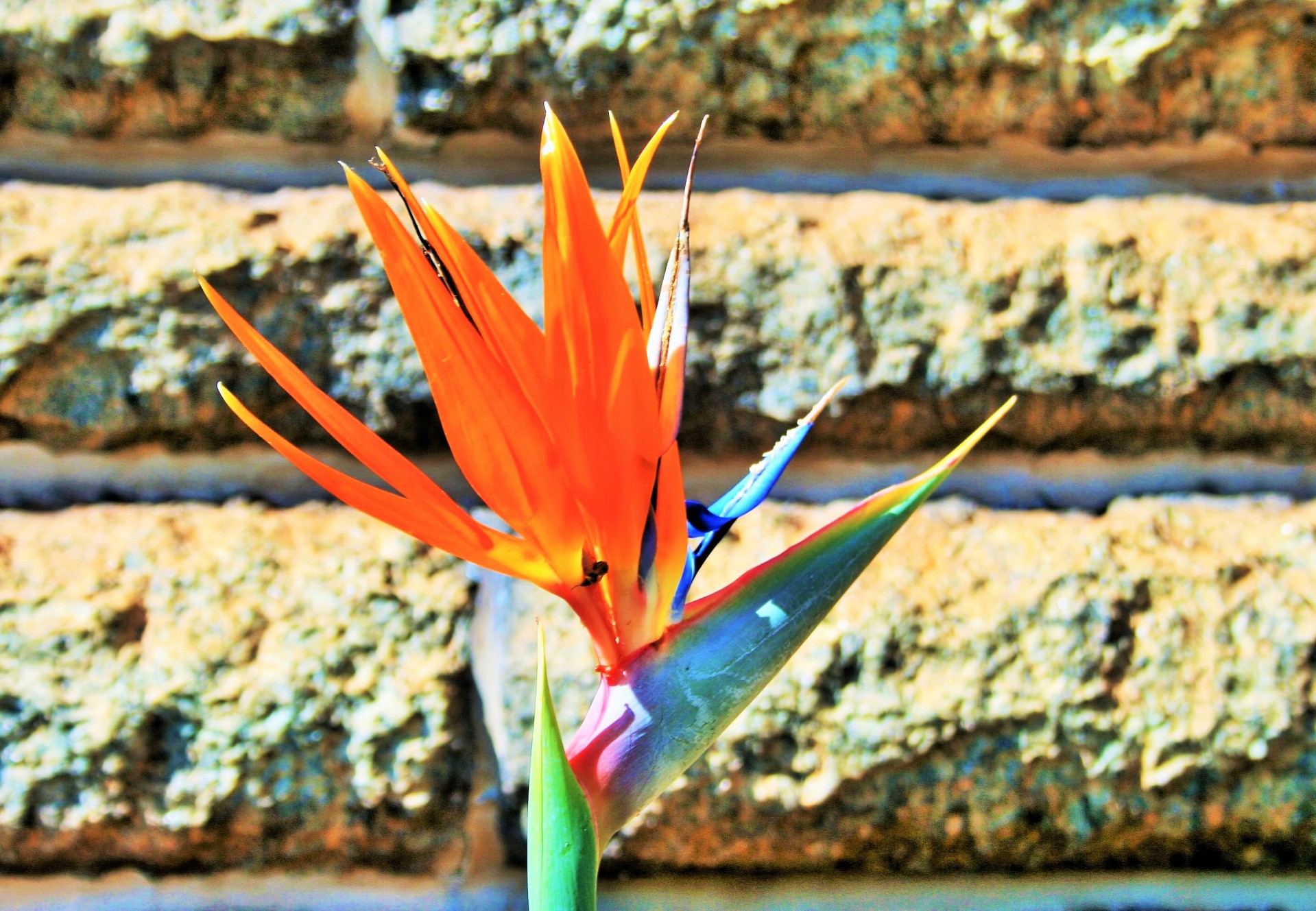 flower national bird paradise free photo