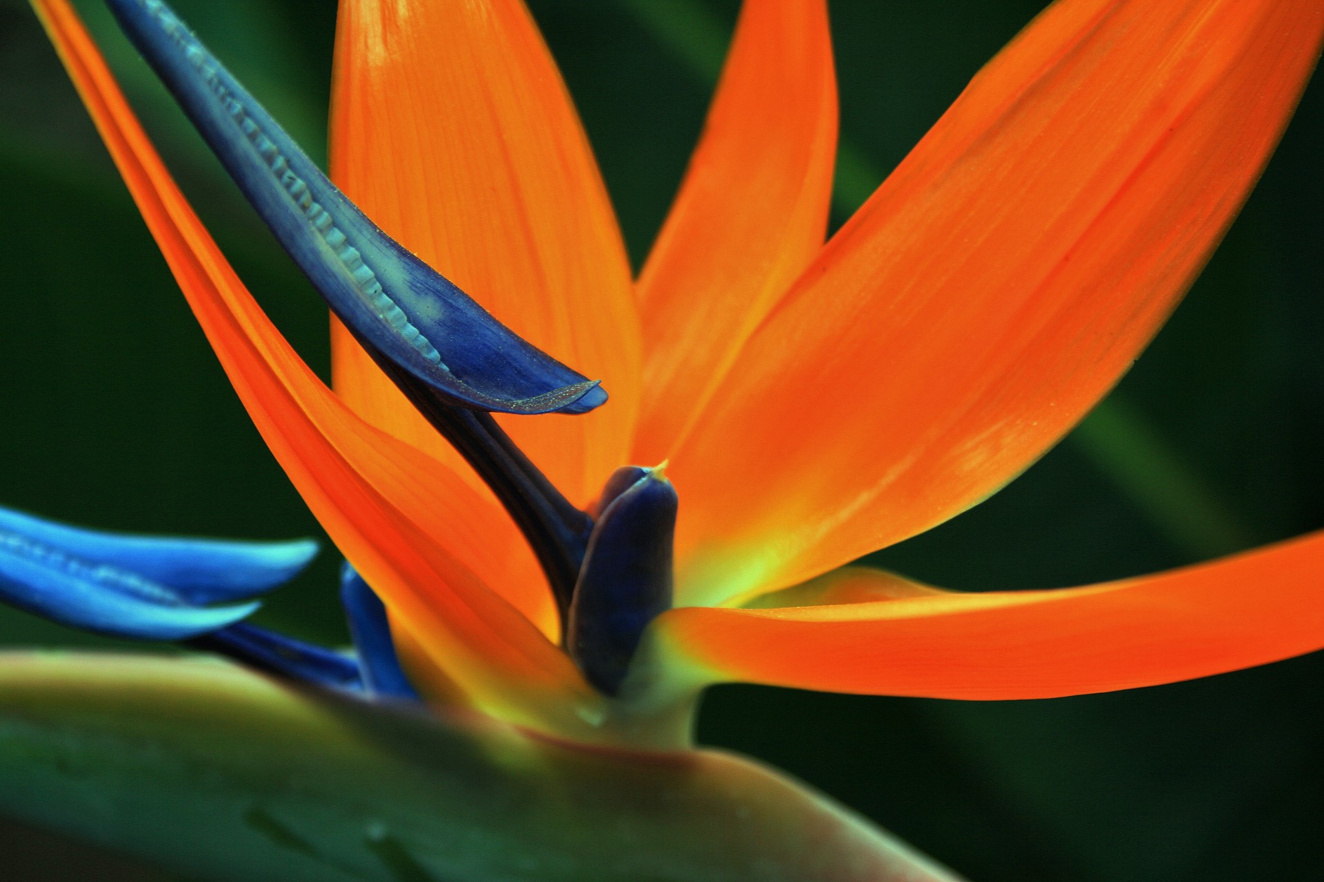 flower orange blue free photo