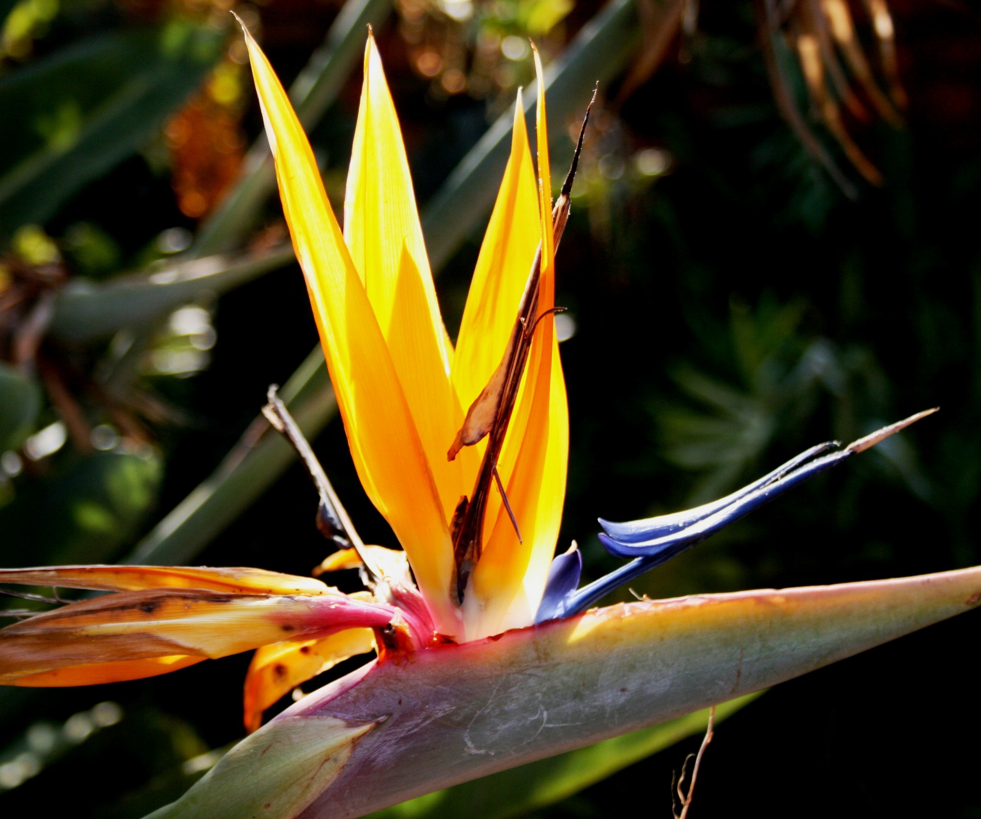 flower formal orange free photo