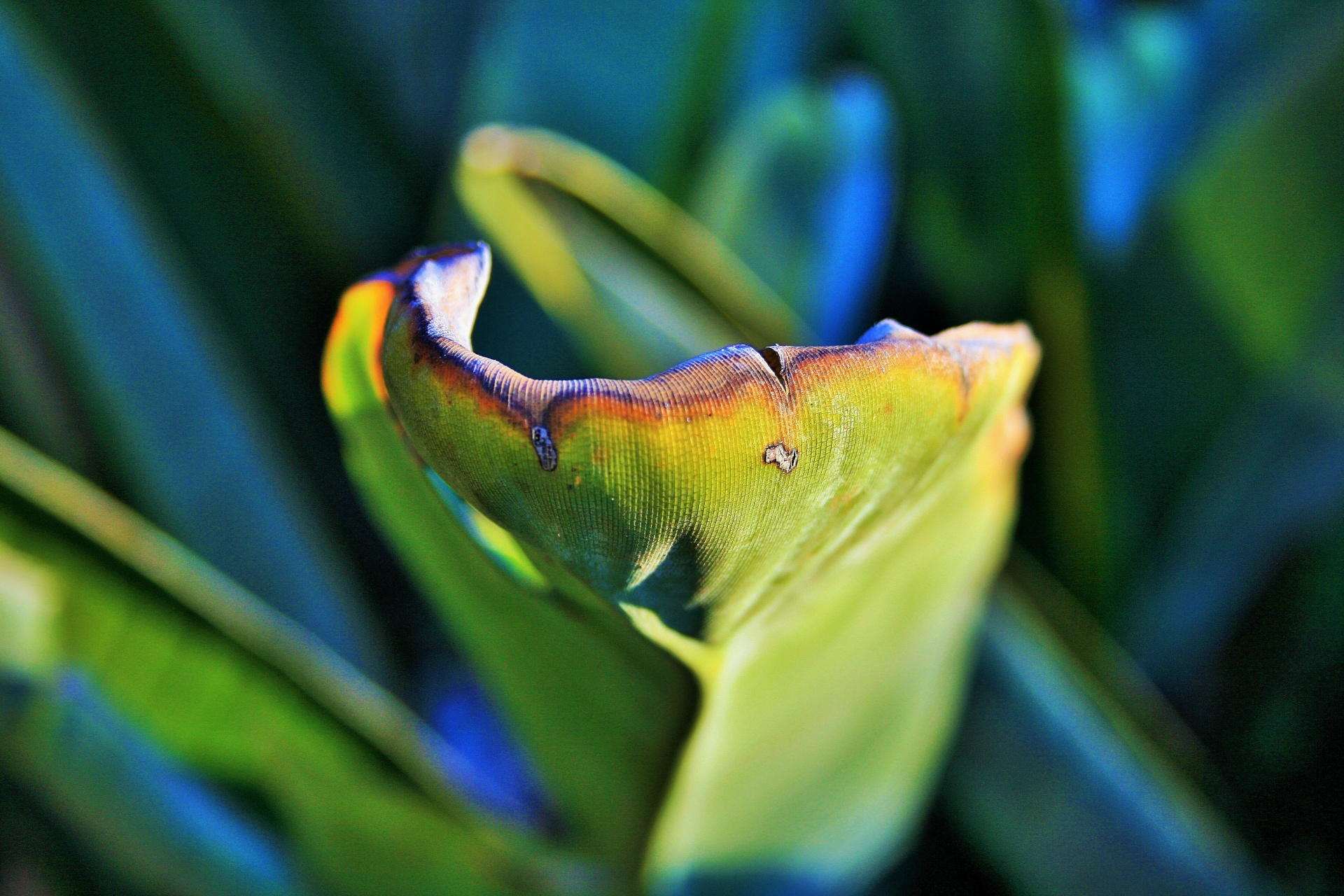 leaf edge rough free photo