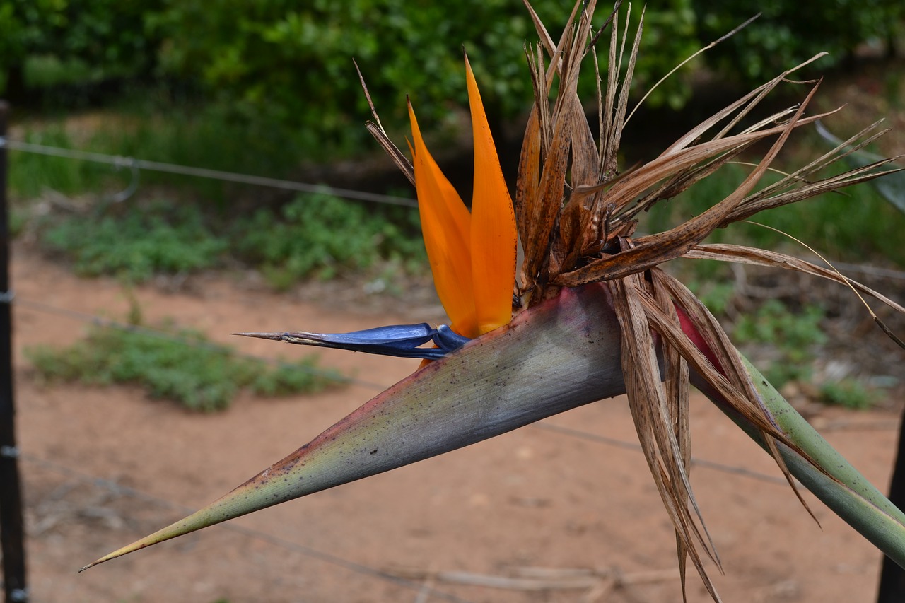 strelizia south africa flower free photo