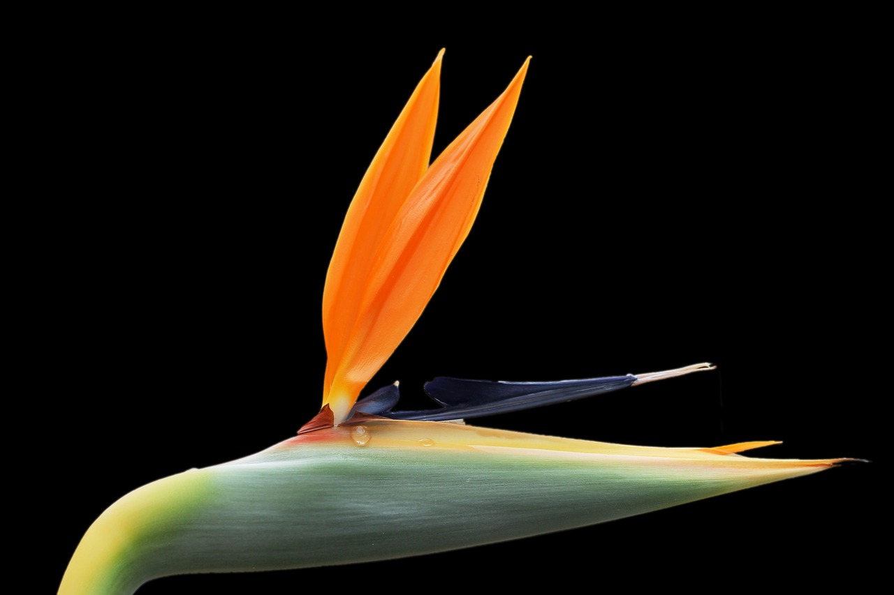 strelizie nectar drops blossom free photo