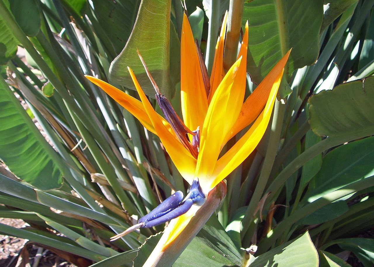 strelizie bird of paradise flower caudata greenhouse free photo