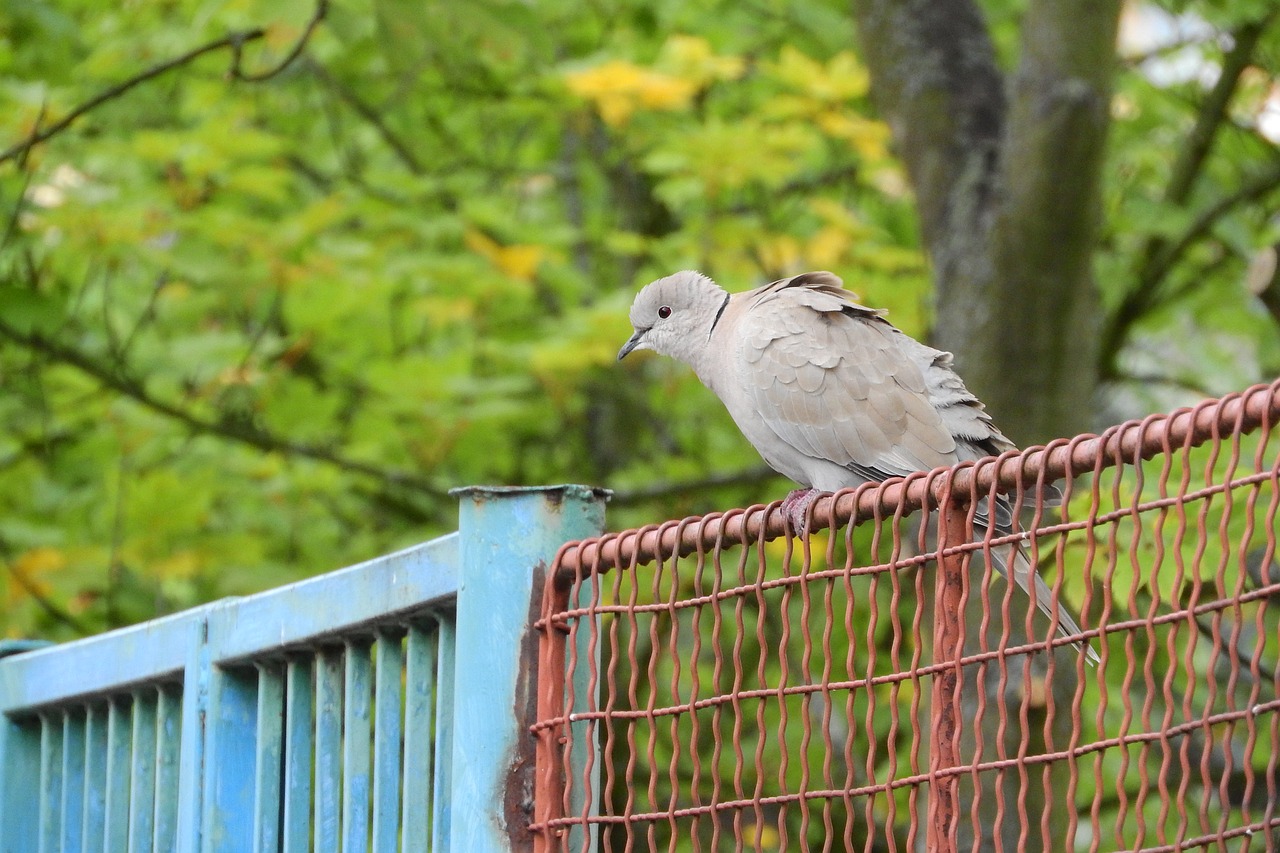 streptopelia decaocto dove bird on a fence free photo