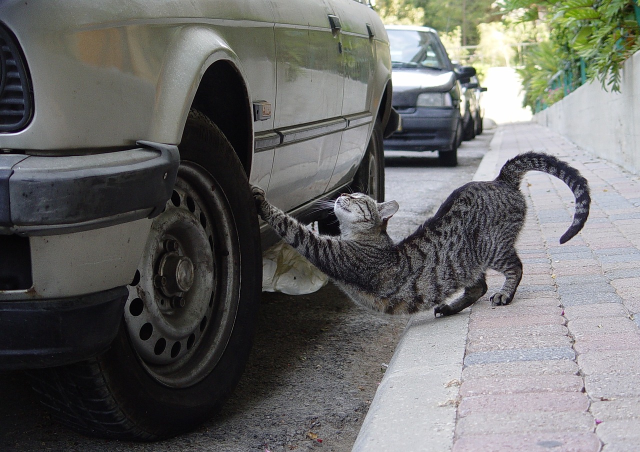 stretch cat tire free photo