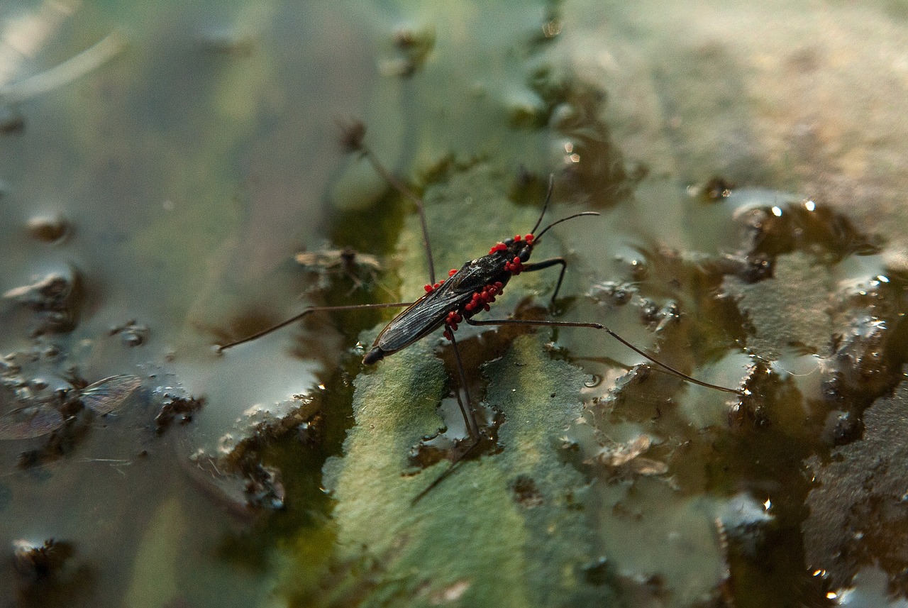 strider mite red mite free photo