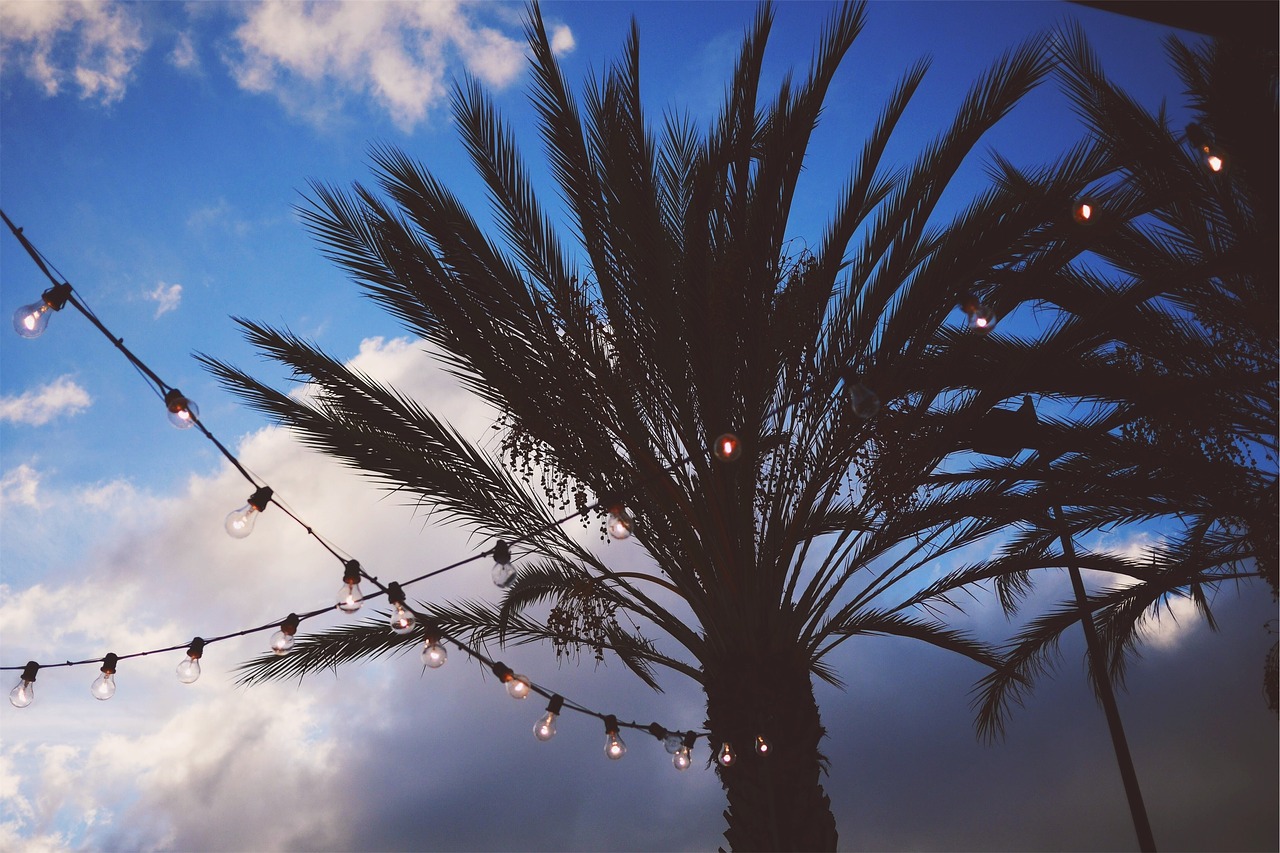 string lights palm trees sky free photo