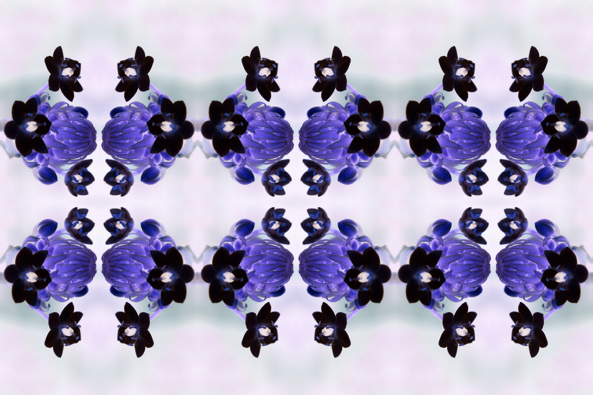 flowers rows purple free photo