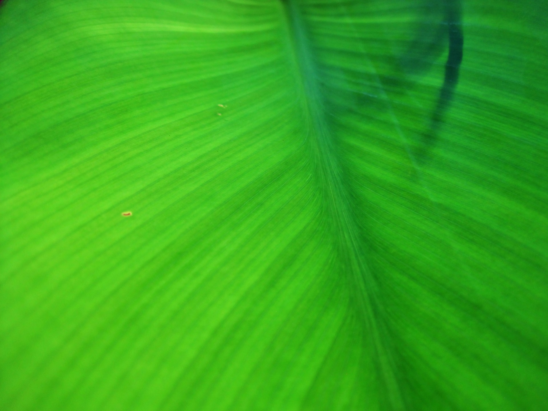 leaves green heart shaped free photo