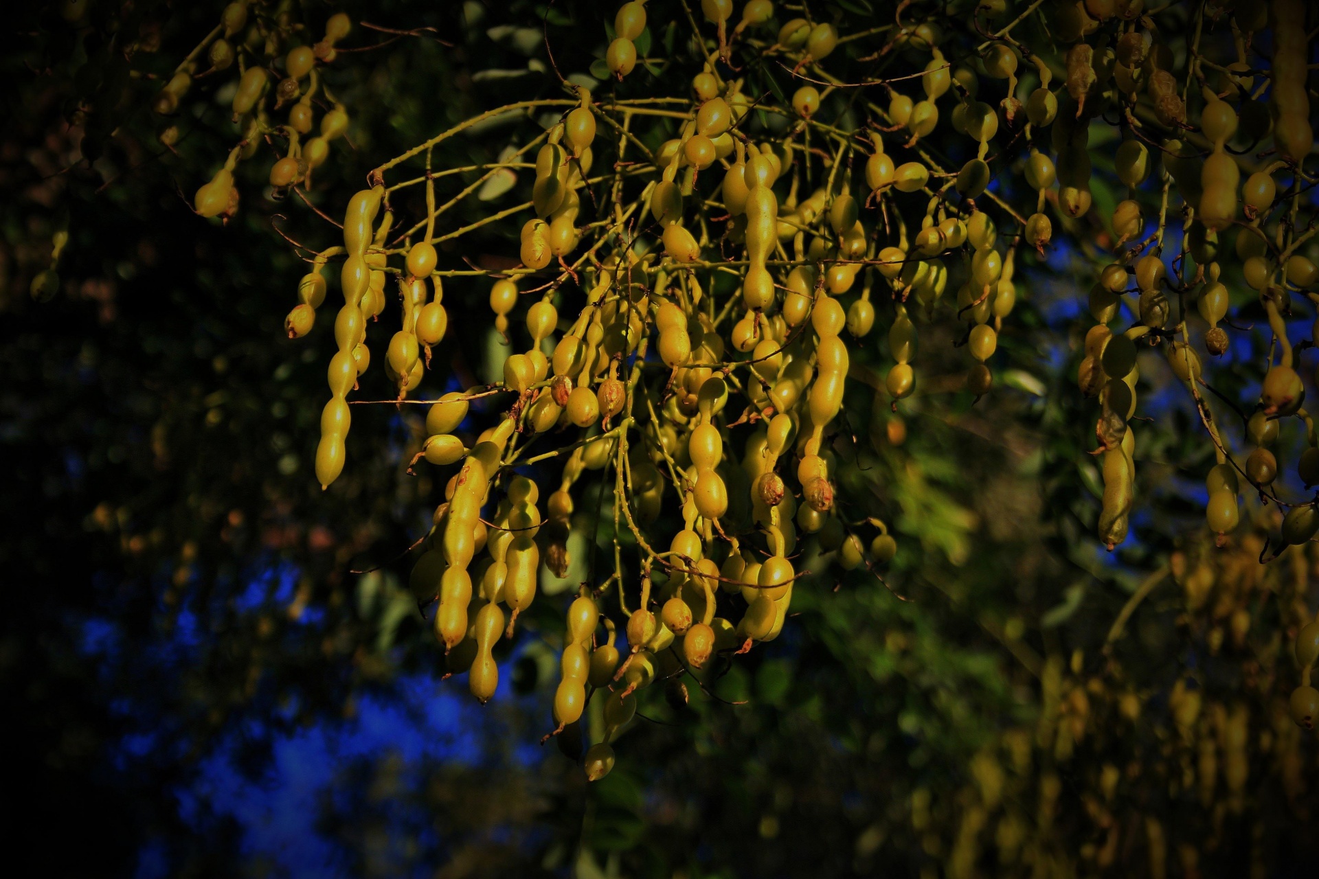 seeds pods green free photo