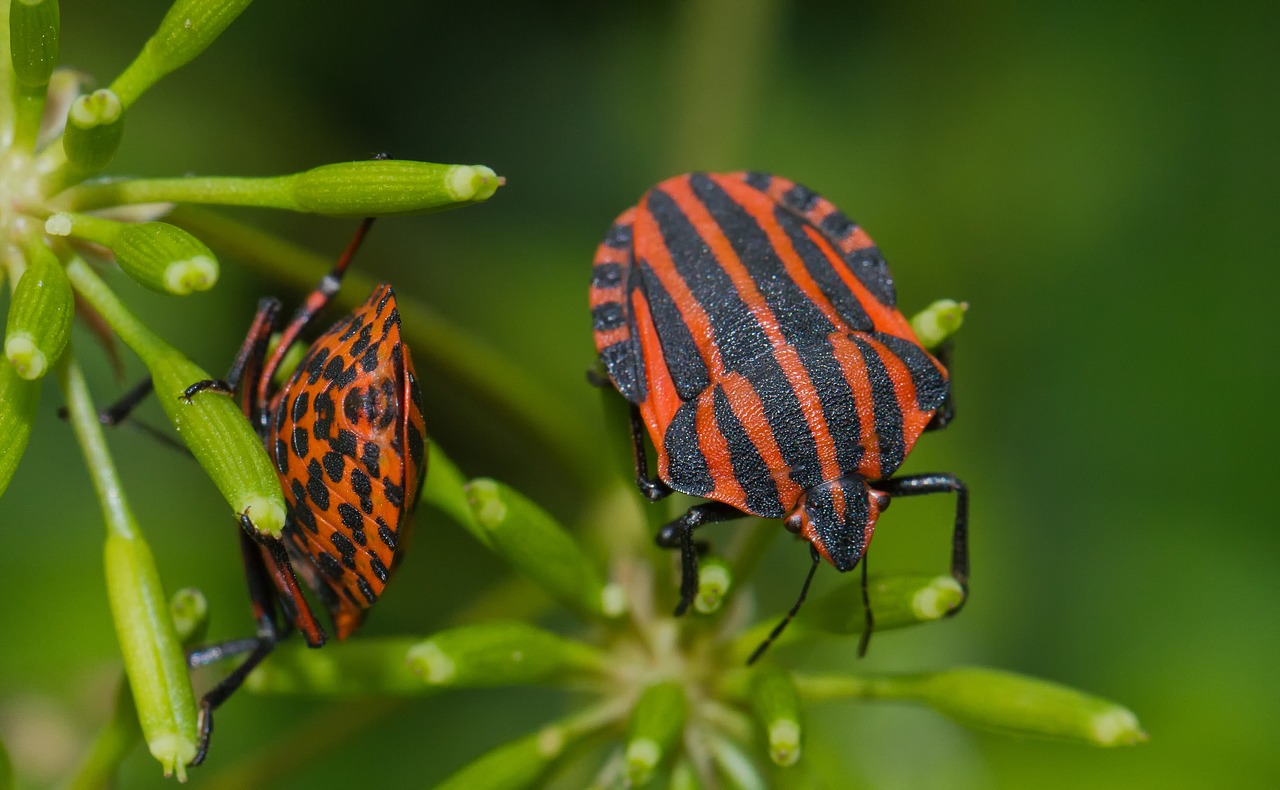 Big bug with striped butt