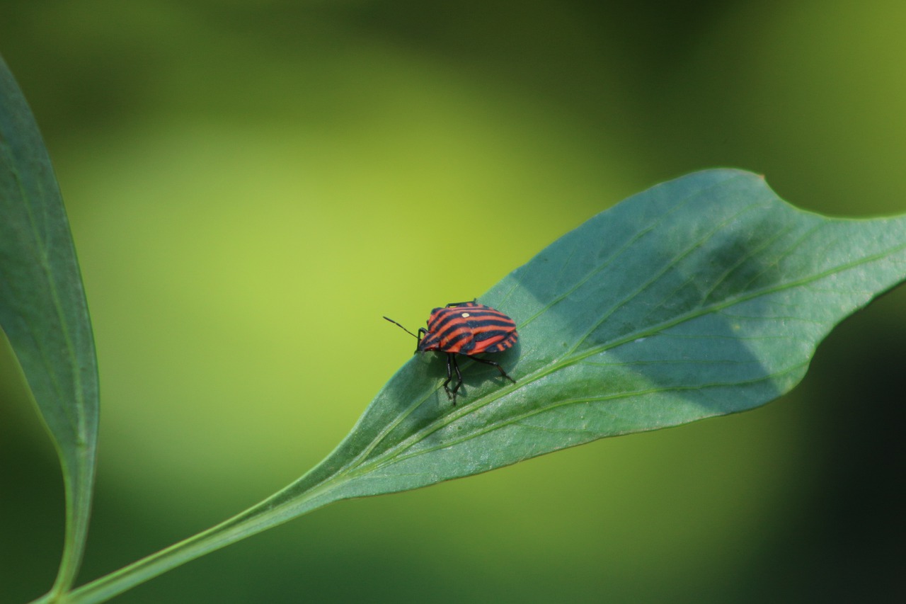 strip bug  bug  beetle free photo