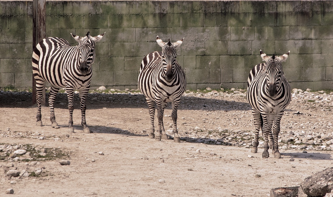striped triple zebra free photo