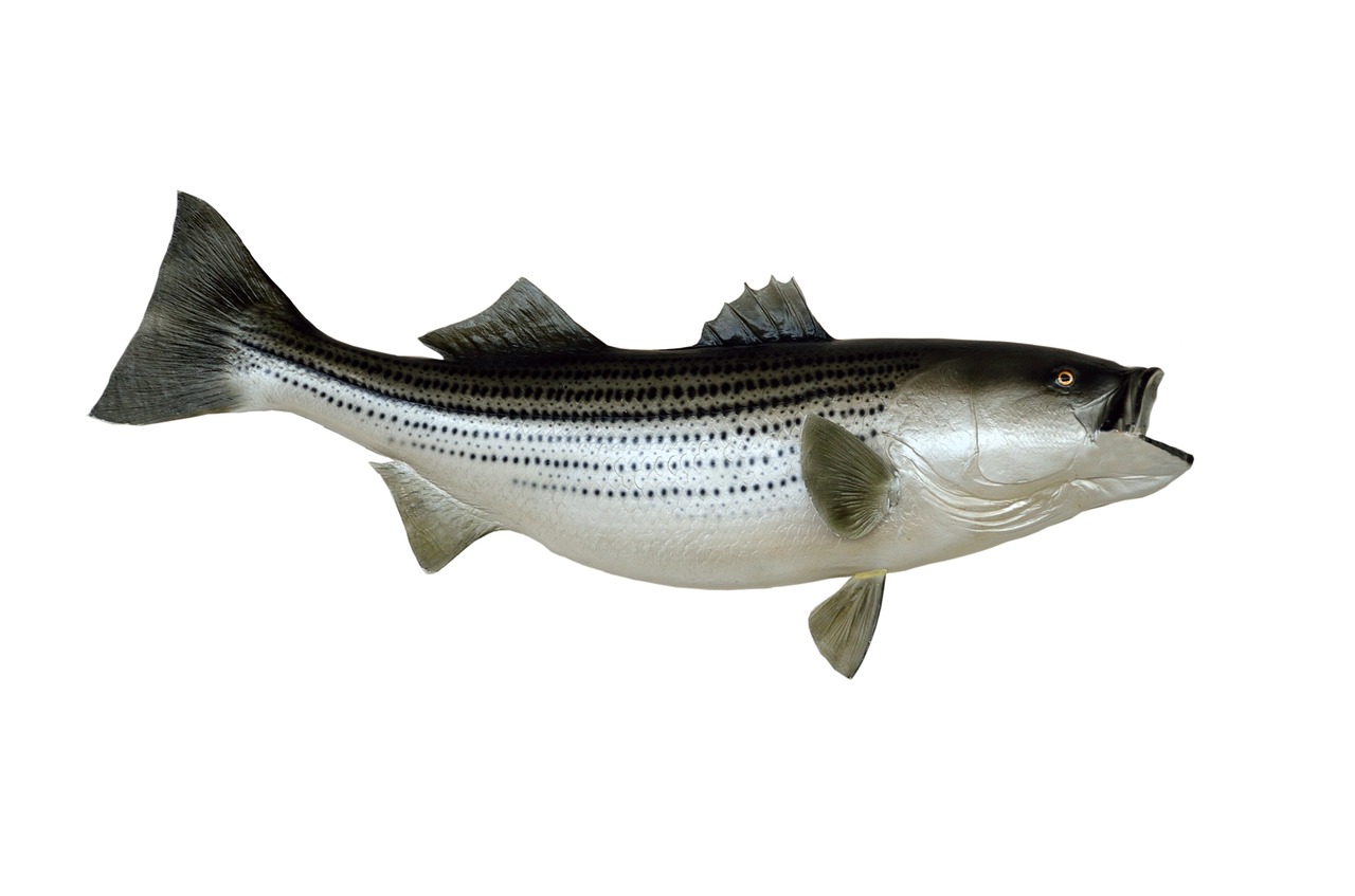 striped bass fish mounted free photo