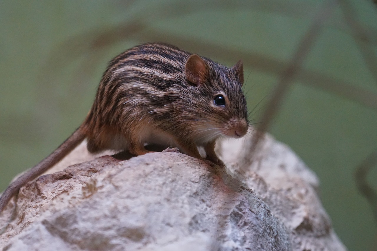 striped grass mouse long tailed mouse old world mouse free photo