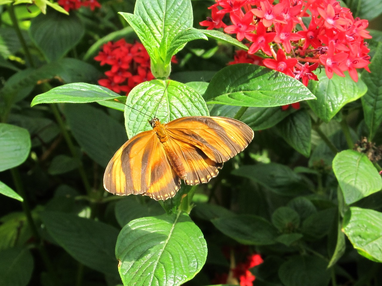 striped tiger butterfly insect macro free photo